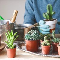 Por qué los tallos de mis suculentas se secan y cómo solucionarlo