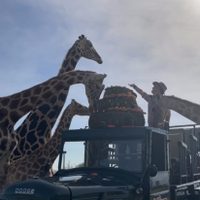 La jirafa Benito se integra a su nueva familia en Africam Safari (Video)