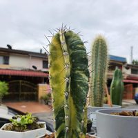 La suculenta que se cuida sola, es fácil de multiplicar y una verdadera joya para tu jardín
