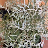 La planta que quizá ignoraste alguna vez y es así de valiosa para tu salud
