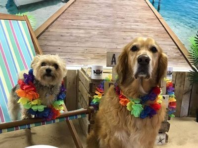 Bar de mascotas: para disfrutar de un café en buena compañía