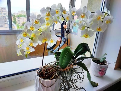 Seguro no las conocías: las Orquídeas más resistentes que necesitan pocos cuidados y regalan flores hermosas