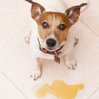 Con 4 ingredientes, el aromatizante "mágico" para eliminar el olor a orina de tus mascotas dentro de la casa