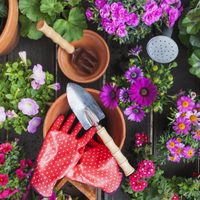 Plantas: sin gastar un peso, prepará este eficaz abono para tu jardín con solo corchos