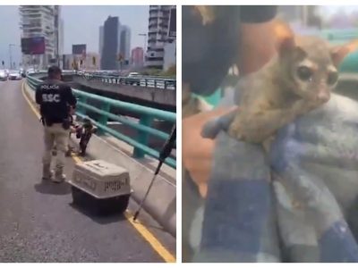 Rescatan a un cacomixtle lesionado en el segundo piso del Periférico (Video)