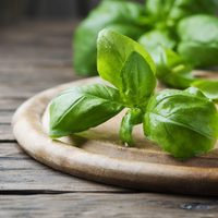 Lo que necesitás saber sobre la albahaca: la planta de interior aromática, medicinal y comestible