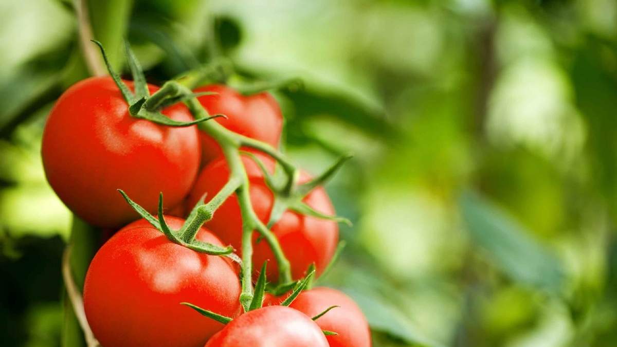 Tomates Cherry. Fuente: (X)