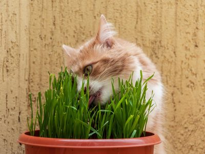 Mirá cómo preparar tu propia planta para gatos, con solo 1 cosa que es muy común tener en casa