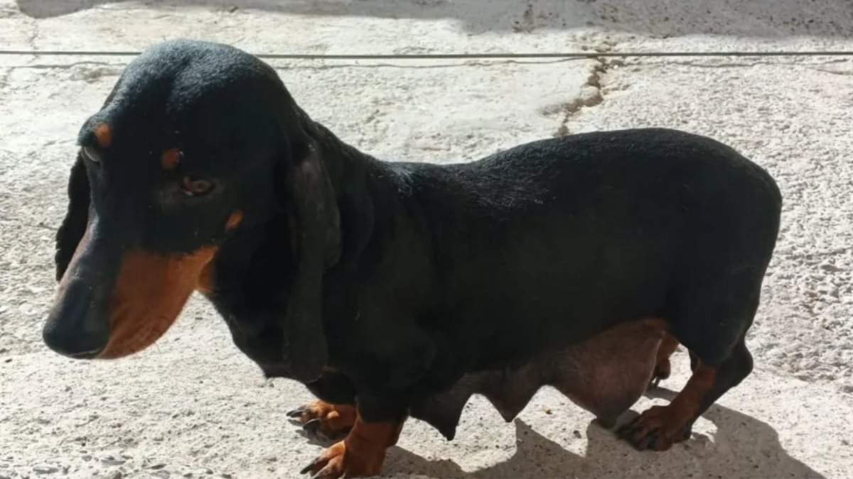 Desarmaron un criadero clandestino de perros salchicha en Cipolletti. Fuente: (X)