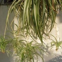 Si las hojas de tu planta Cinta están amarillas, seguí este sencillo consejo para que vuelva a estar sana