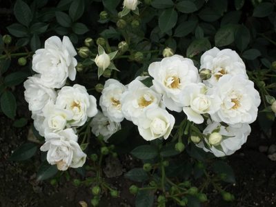 La planta muy fácil de cuidar, súper resistente y de hermosas flores, ideal para canteros y maceteros
