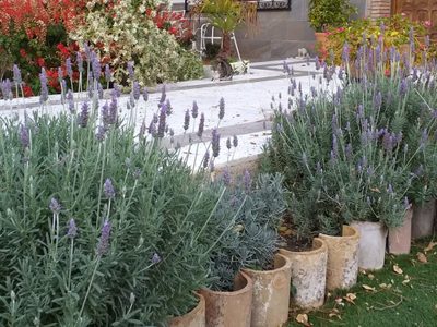 La planta de moda que tenés que usar si querés ahuyentar para siempre las polillas de tu casa