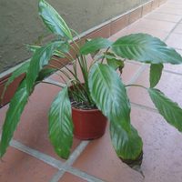Lo que tenés que saber para evitar las puntas secas en tus plantas de interior