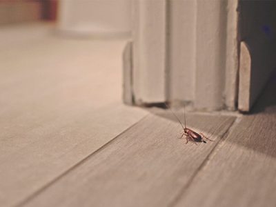 La planta que tenés que conseguir para deshacerte de las cucarachas de una vez y para siempre