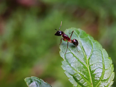 Si ya no sabés qué hacer para combatir las hormigas de tus plantas, prepará este repelente infalible