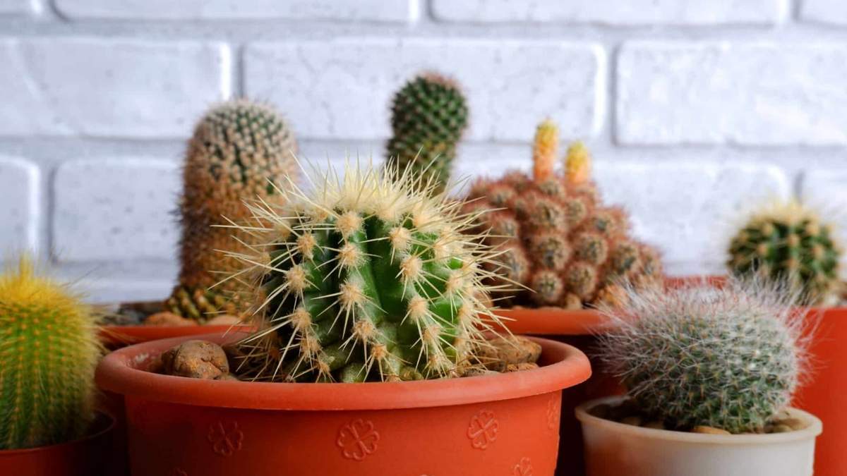 Cactus. Fuente: (Instagram)