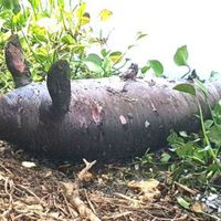 Aún no se identifica el agente causal de la muerte de 28 manatíes en Tabasco: Profepa
