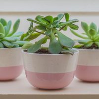 Plantas: 5 suculentas que crecen más rápido y son hermosas para embellecer tu jardín