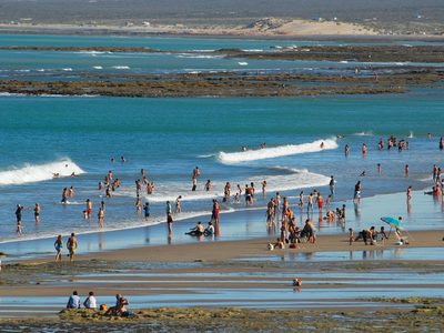 Medida contra los perros en Las Grutas: Tras varios ataques encerrarán a los animales