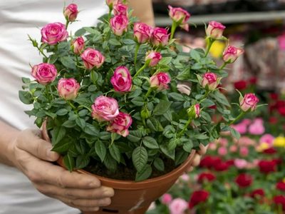 Rosas infinitas en tu jardín: la técnica de los viveristas para propagar tu planta favorita