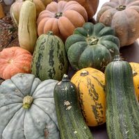Cosechan 5 mil kilos de zapallos en concurso organizado por Proda
