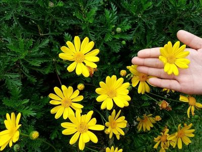 La planta de pocos cuidados y súper resistente que va a llenar tu jardín de flores hermosas en pleno invierno