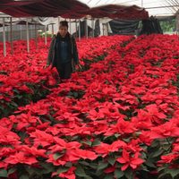 ¿Nochebuena? ¿Poinsettia? Estos son los otros nombres de la flor que es símbolo de la Navidad