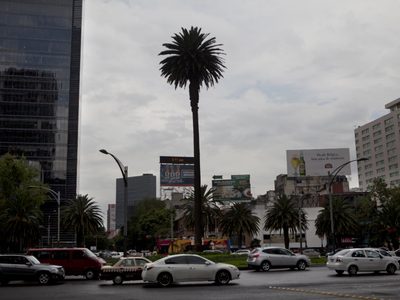 Especialista en ingeniería forestal alerta por árboles enfermos de la CDMX