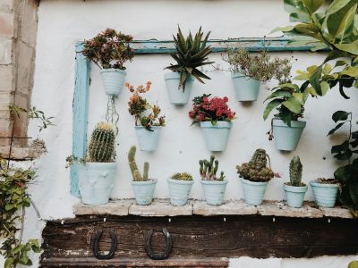 Jardín vertical perfecto: cinco plantas para un diseño espectacular