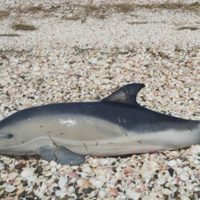 Terrible: ya son 15 los delfines fallecidos en el puerto de San Antonio Este