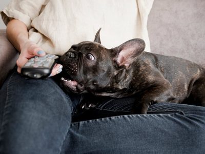 Los perros no solo tienen una serie favorita sino que la eligen según su personalidad