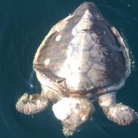Encuentran más de un centenar de tortugas muertas en playas de Guerrero