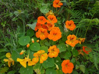 La planta que tiene poderes medicinales y deslumbra con sus coloridas flores