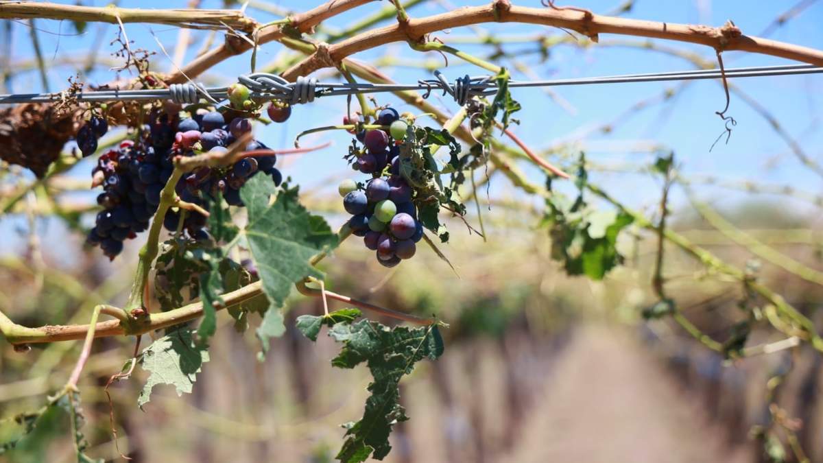 En algunas zonas de la provincia los daños por granizo superan el 80%