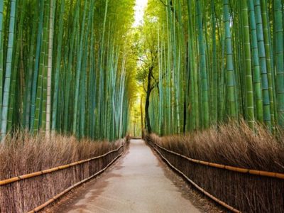 Los bosques de Japón, un destino ideal para el turismo de naturaleza
