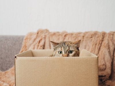 No tires las cajas de cartón: creá este juguete tan divertido para tu gato, sin gastar en una tienda