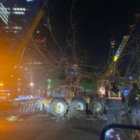 Retiran de madrugada el ahuehuete de Paseo de la Reforma