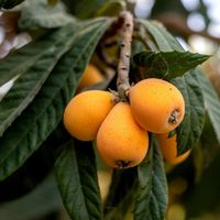 El árbol que muchos tienen olvidado en el jardín y cuyas hojas son un potente remedio contra los resfríos y la congestión nasal