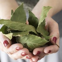 Llevá siempre con vos 3 hojas de esta poderosa planta para conseguir ese trabajo que tanto esperás