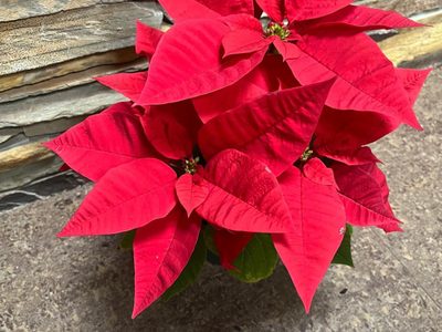 Llega la temporada de la flor más linda: así tenés que cuidar tu planta Estrella Federal esta Navidad