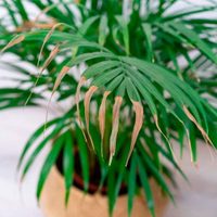 Con solo 3 ingredientes, mirá cómo podés mejorar las hojas de tus plantas en pocos minutos