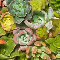 Si amás las suculentas y buscás una muy colorida, te encantará esta planta colgante para tu casa