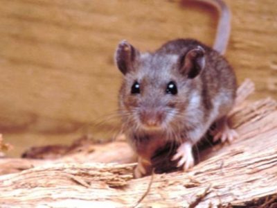 Hantavirus en Bariloche: alertan sobre prevención incluso en zonas urbanas