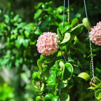 La planta que necesita “sufrir” para dar unas hermosas flores que parecen de cera