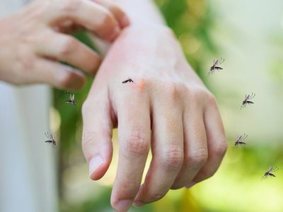 El repelente está carísimo: la planta que está en tu jardín y con la que podés ahuyentar los mosquitos