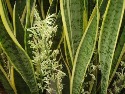 Sansevieria, la planta más fácil: los trucos para que dé hermosas flores y con un aroma increíble