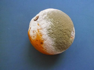 No tires las naranjas podridas, mirá cómo combatir las plagas de tus plantas sin gastar un solo peso
