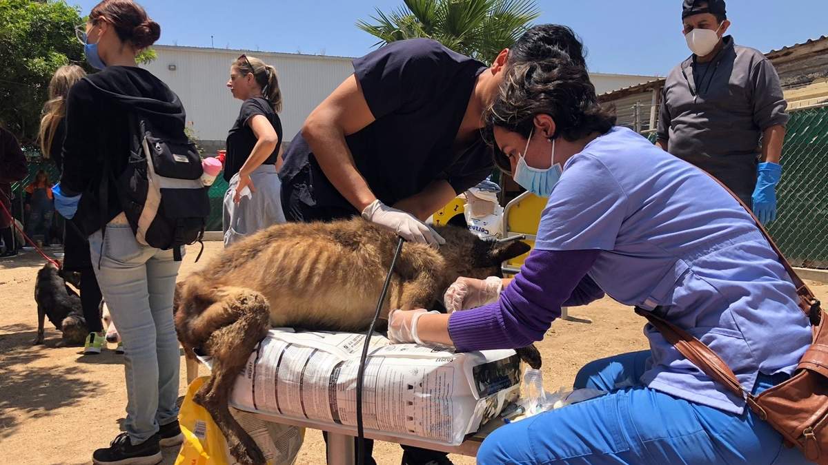Los perros estaban desnutridos, en condiciones de hacinamiento e insalubridad