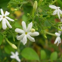 Conocé la hermosa planta con un llamativo perfume natural que le dará el más rico olor a tu jardín