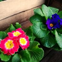 Para todos los gustos: estas son las plantas que podés empezar a plantar en otoño